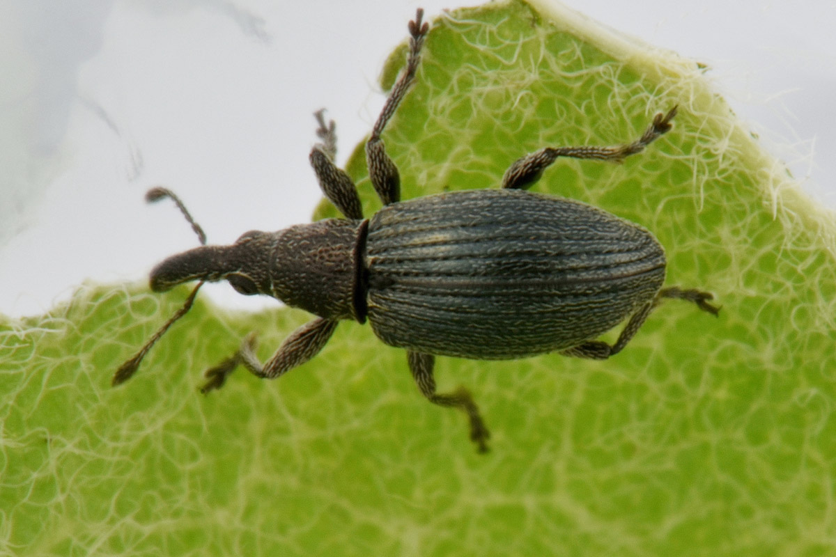 Apionidae: Aspidapion  sp?  S, Aspidapion radiolus